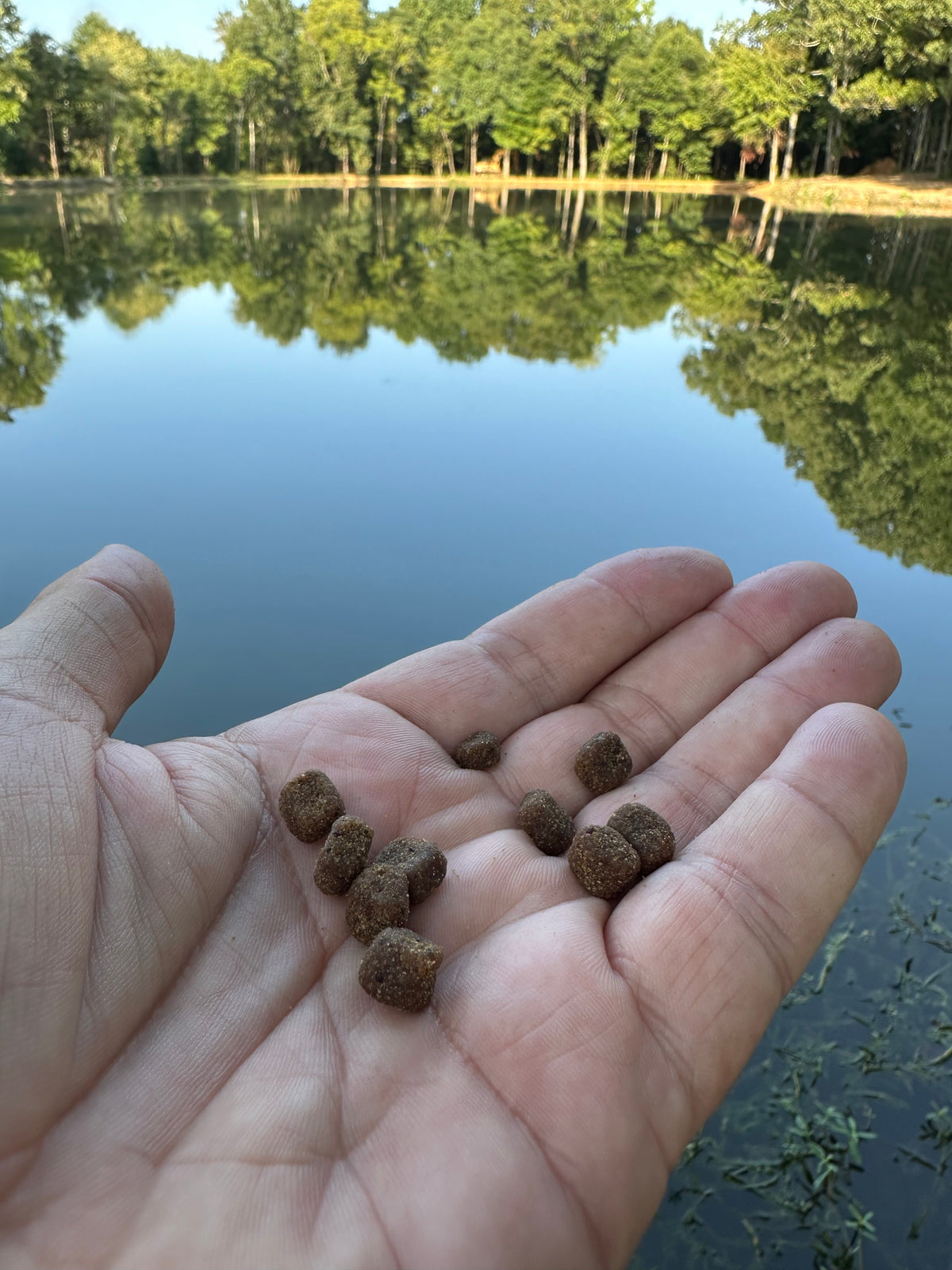 A close-up of a person's hand holding small brown round fishing soft bait, with a calm lake and a tree-lined shore in the background.